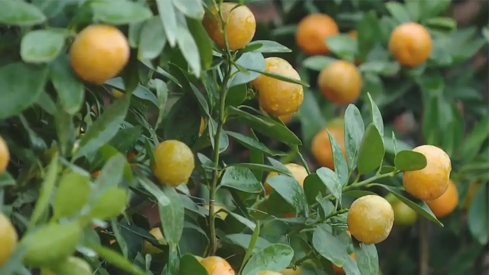 Quất vàng chín mọng tại nhà vườn Tứ Liên